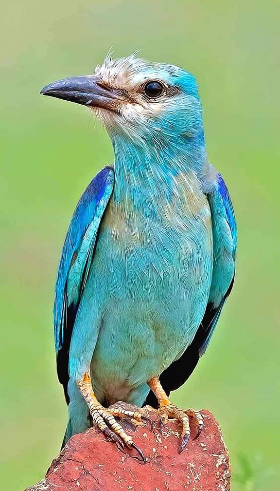 Blue buddy