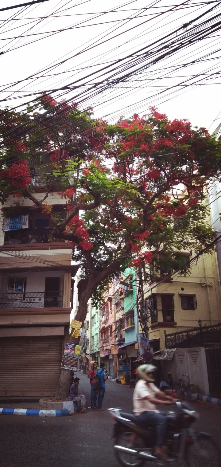 Deep in their roots, all flowers keep the light