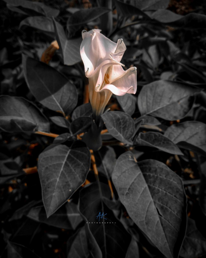 Nature Shot