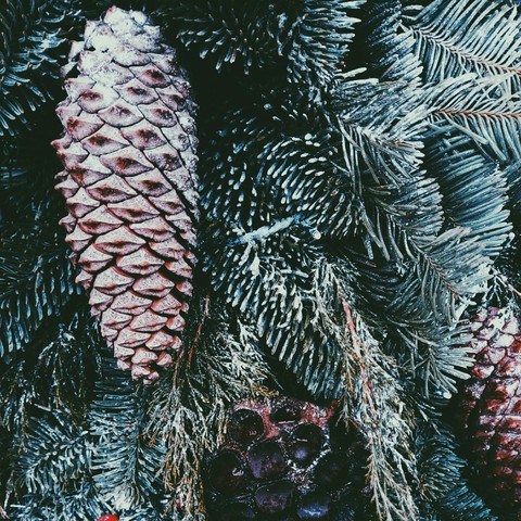 sfondi tree, conifer