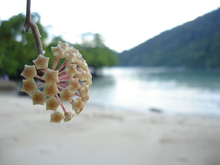 sea  sand
