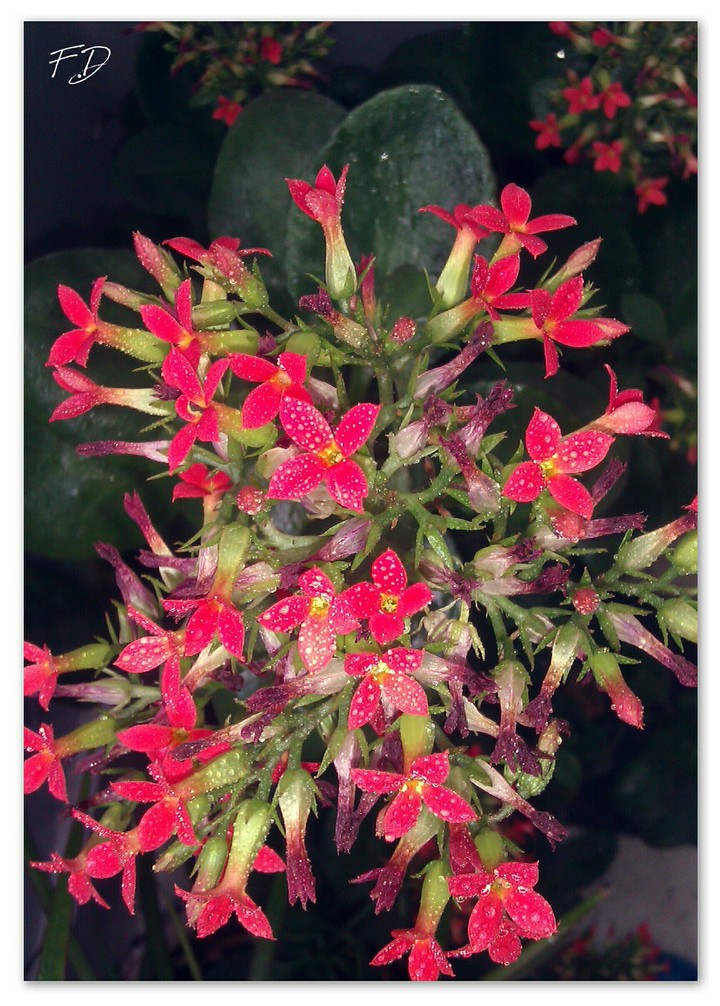 flowers