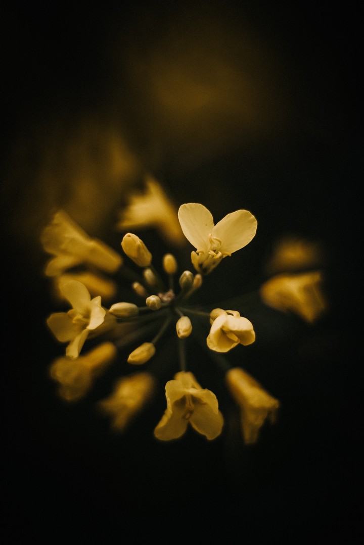 Yellow flower