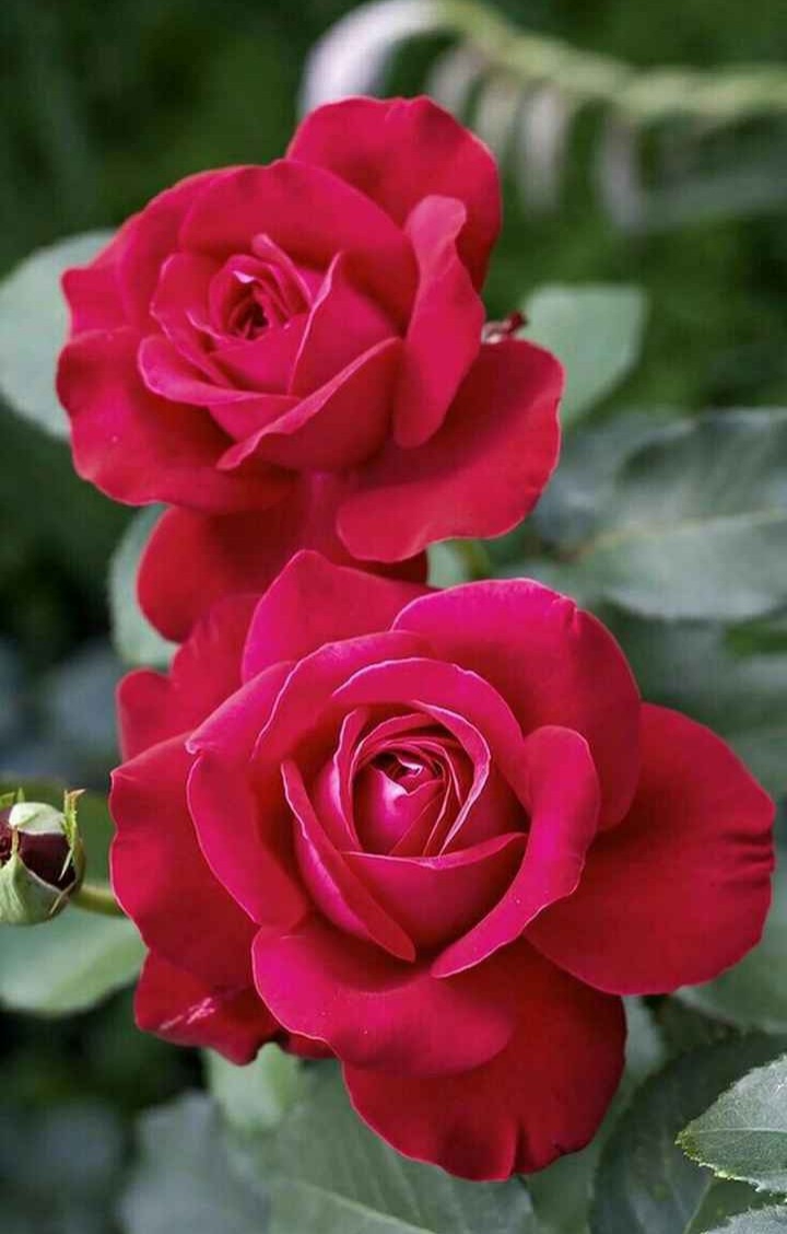 beautiful rose