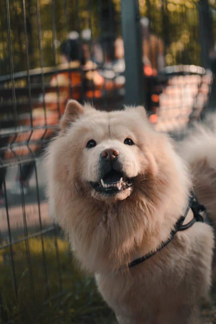 puppy