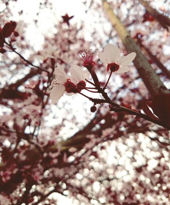 Pink Snow