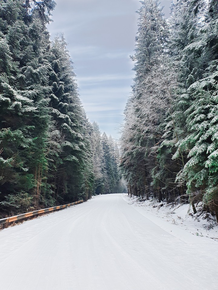 forest