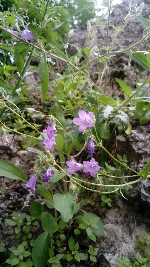 bellflower