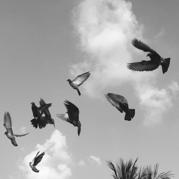 The Flock