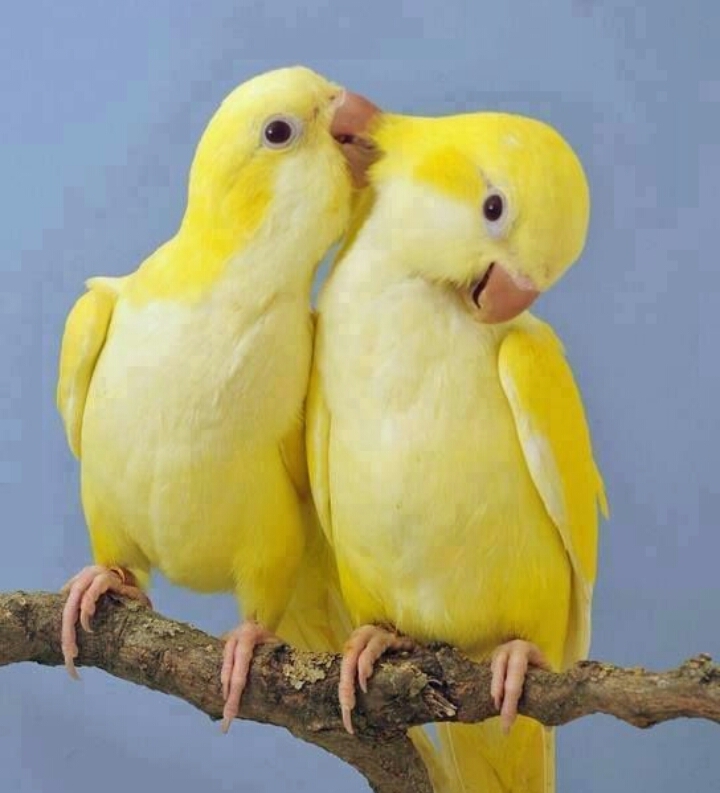 cute birds
