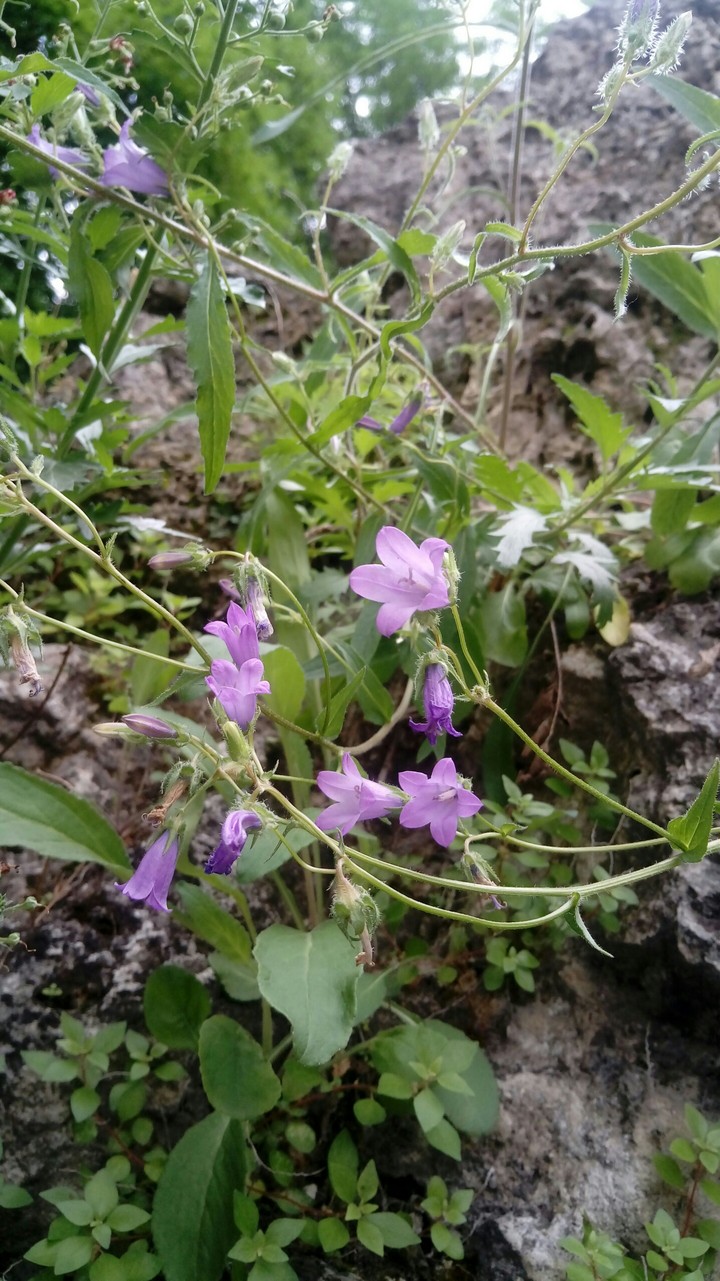 bellflower
