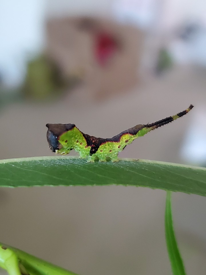 puss moth larva 3rd instar