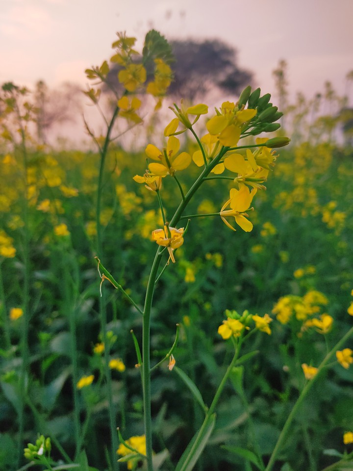 Mustard Flower