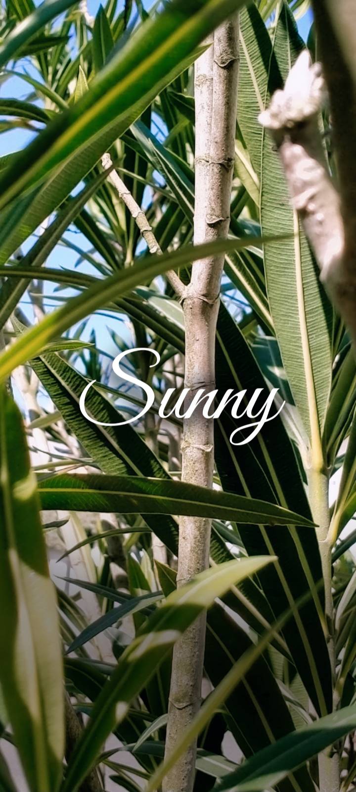 sunny