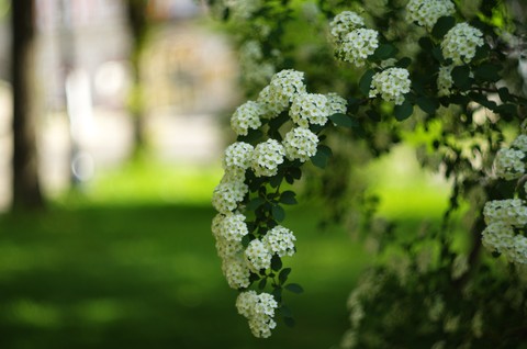 sfondi spring, alyssum