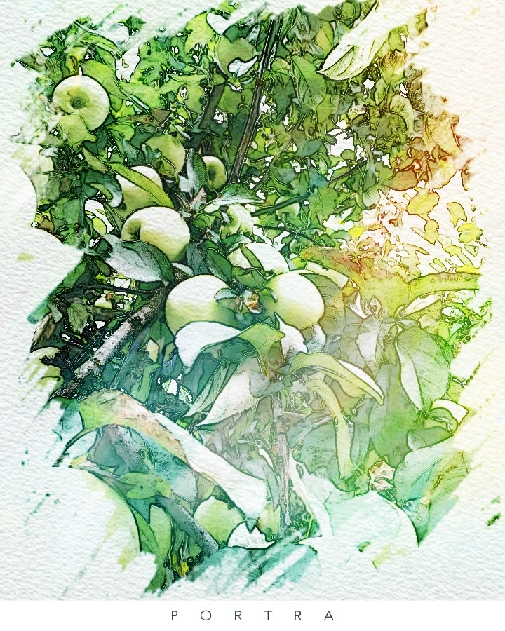 Плоды 