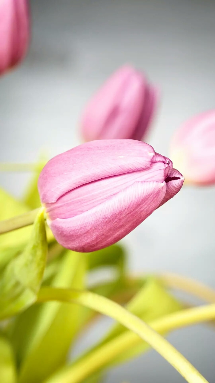 Tulips