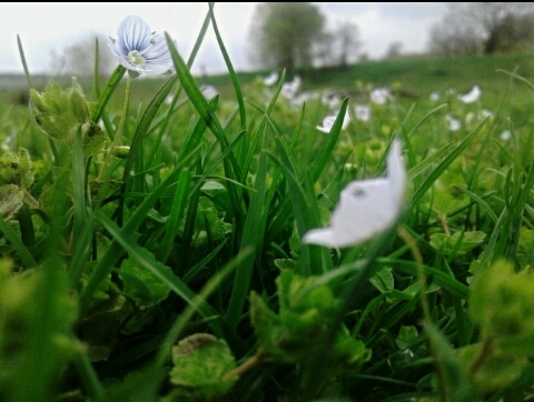 flower