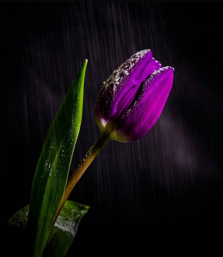 Tulip