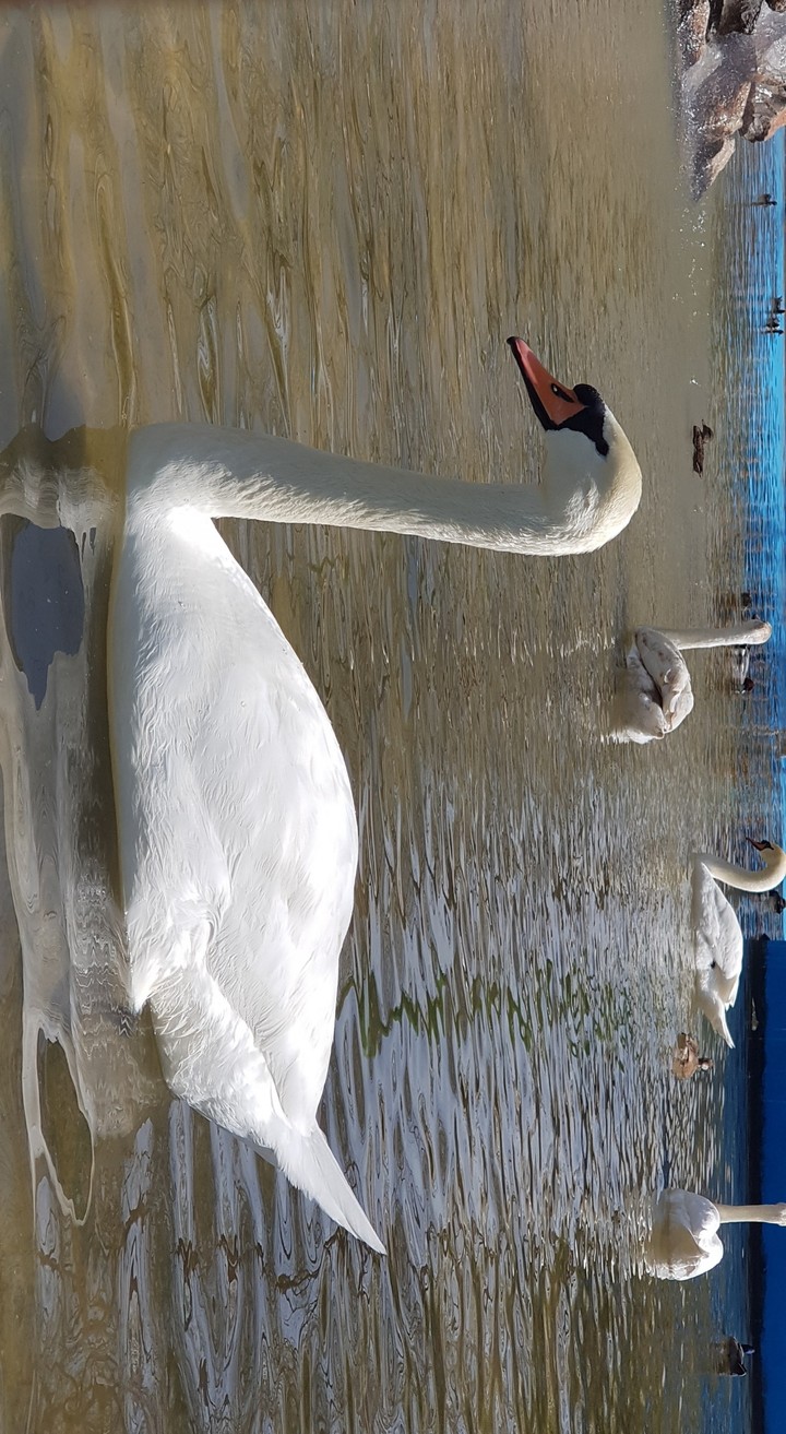 SWAN