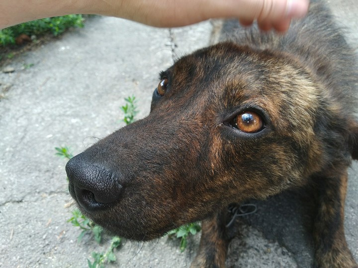 собакен