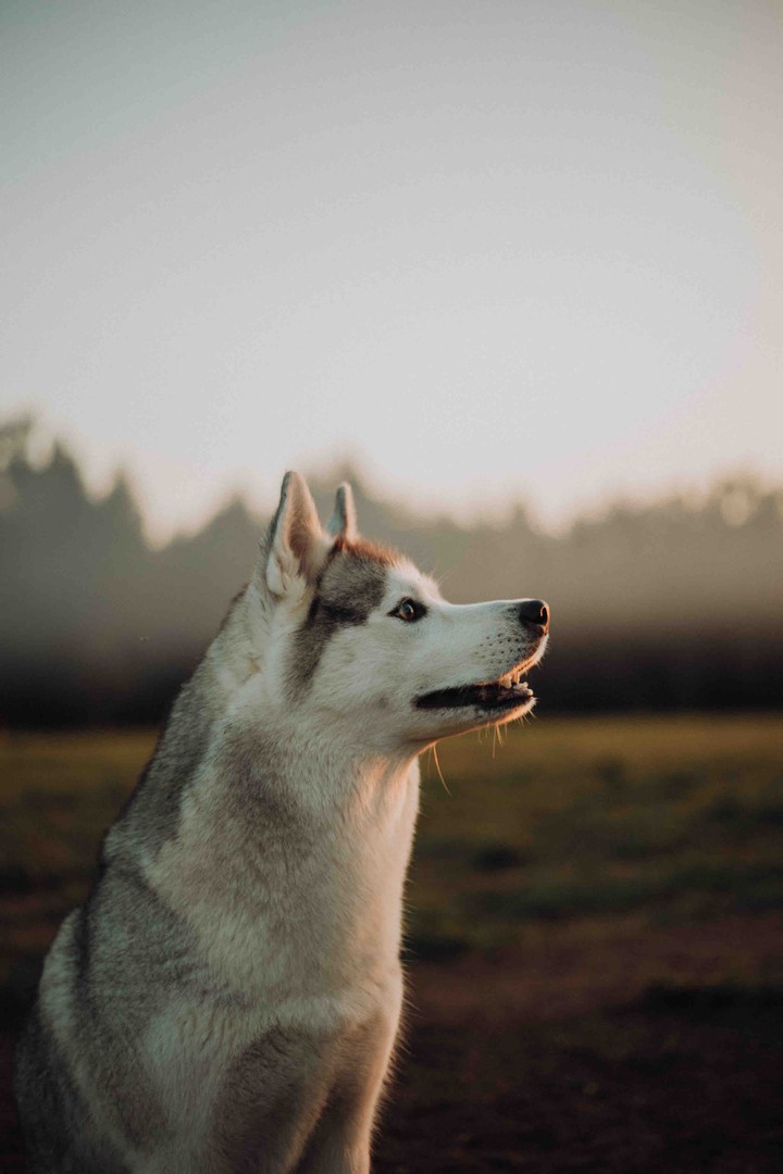 husky