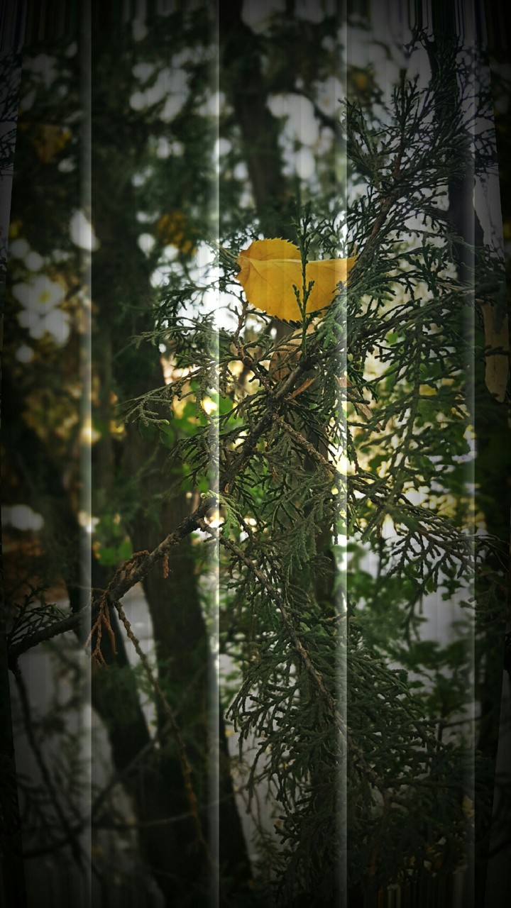 leaf