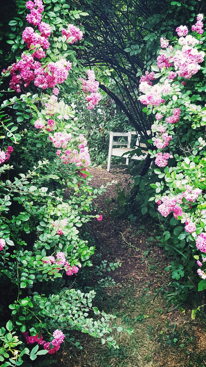 Lovely Garden in summer