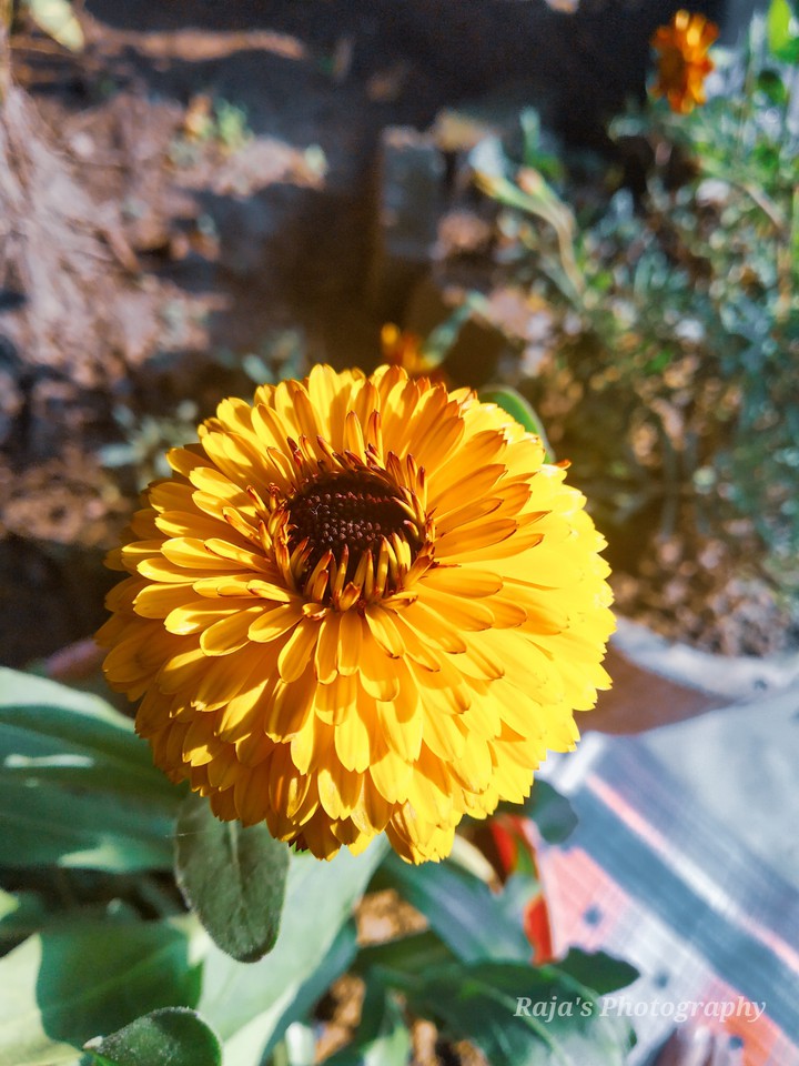 Flower