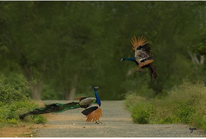 nature live, bird shot