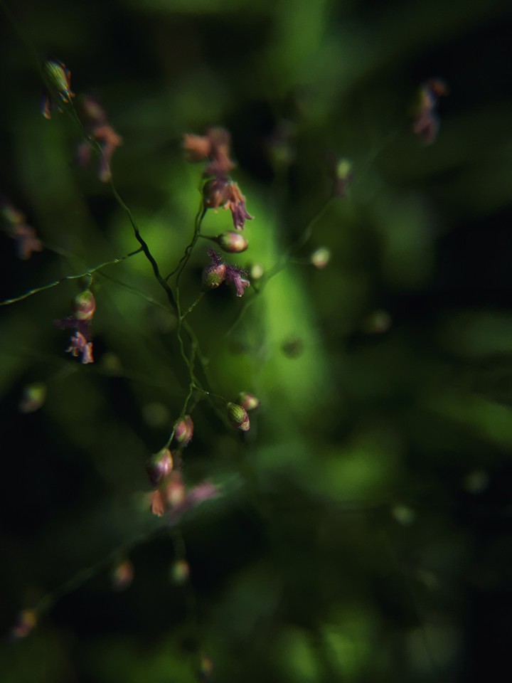 the macro world