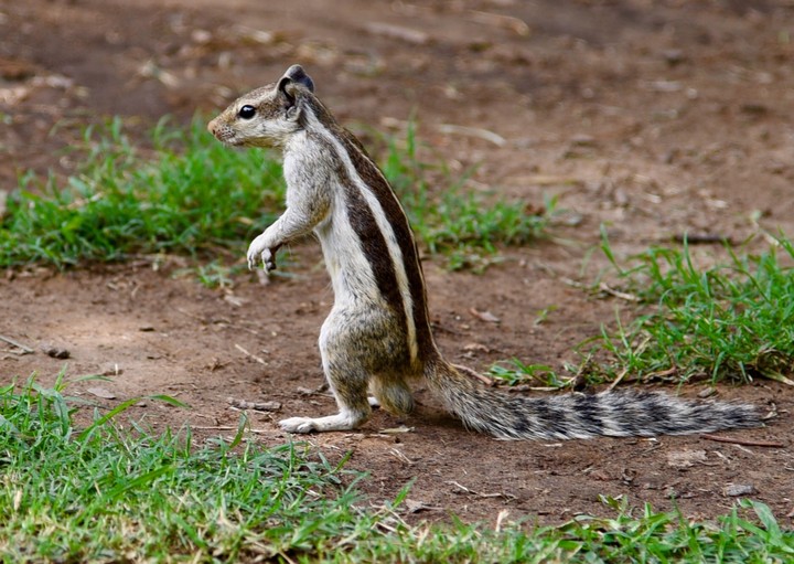 The Squirrel's Ganganam style