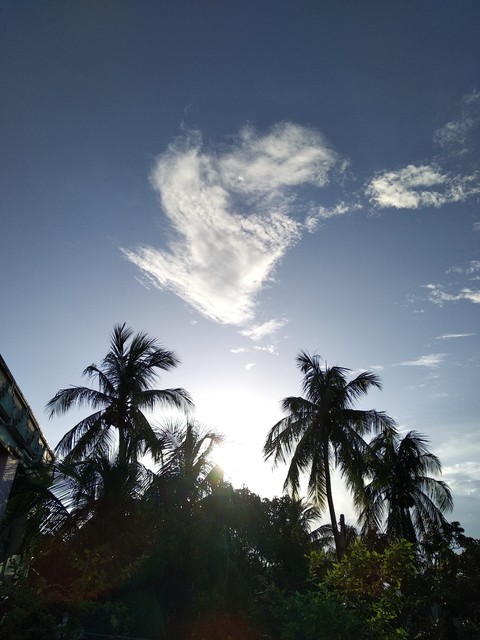Splendour