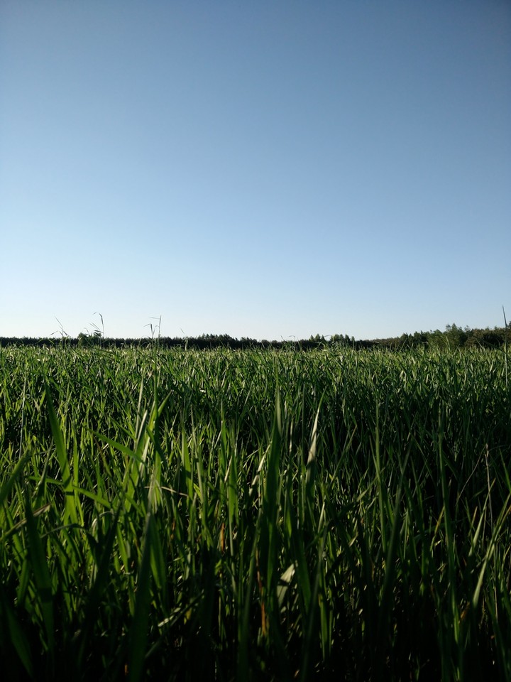 Grass field