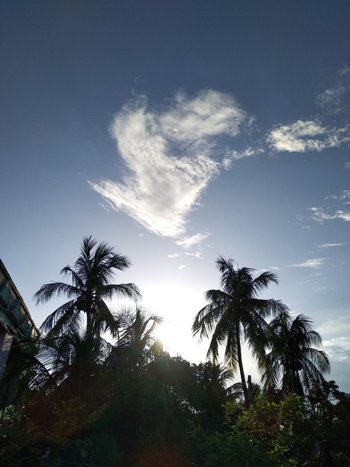 Splendour
