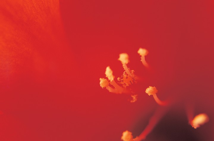 식물