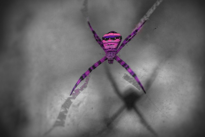 Spider
