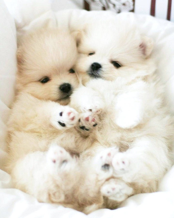 This is love between dogs.