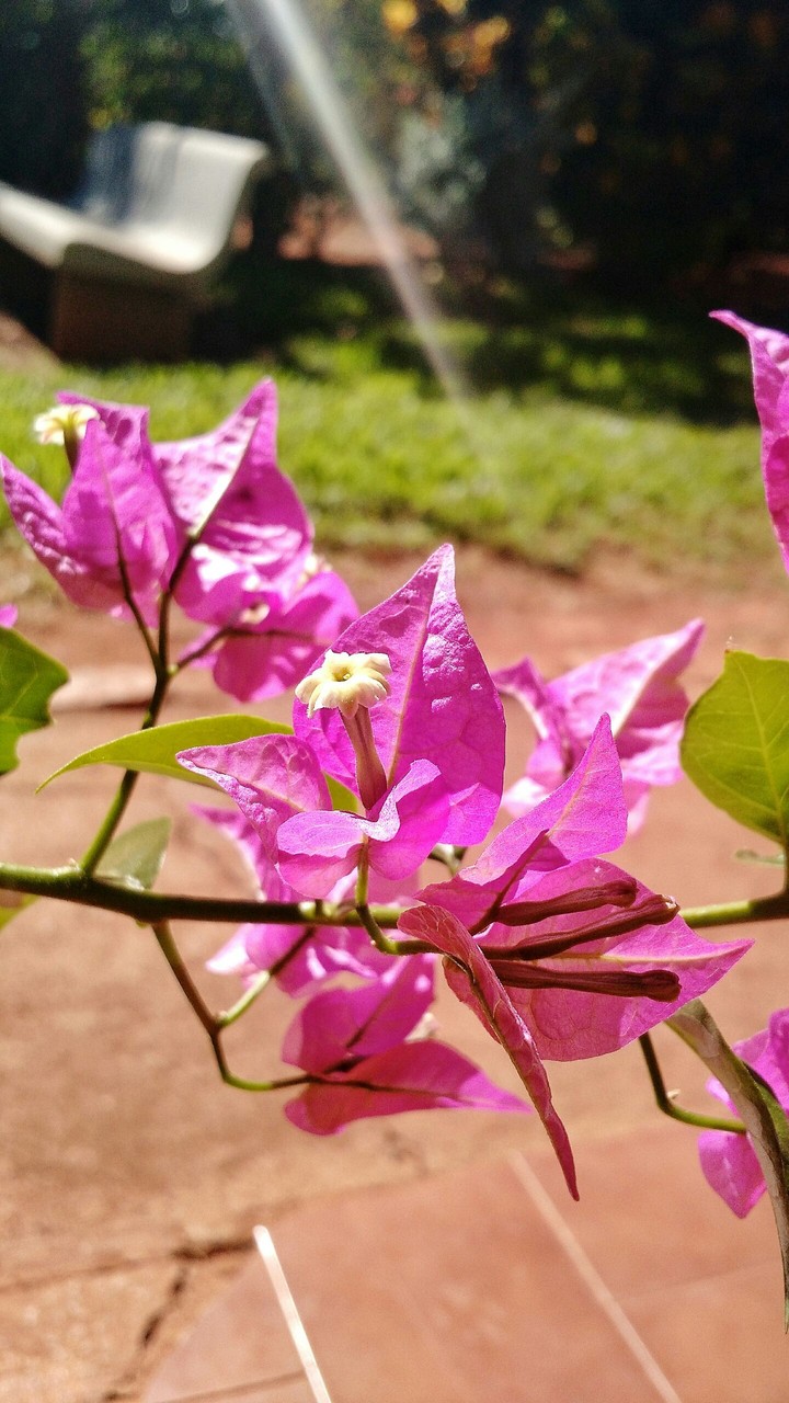 Flower.