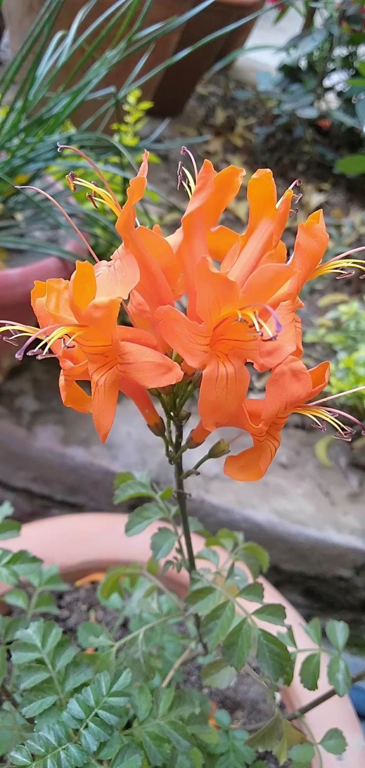 flowers