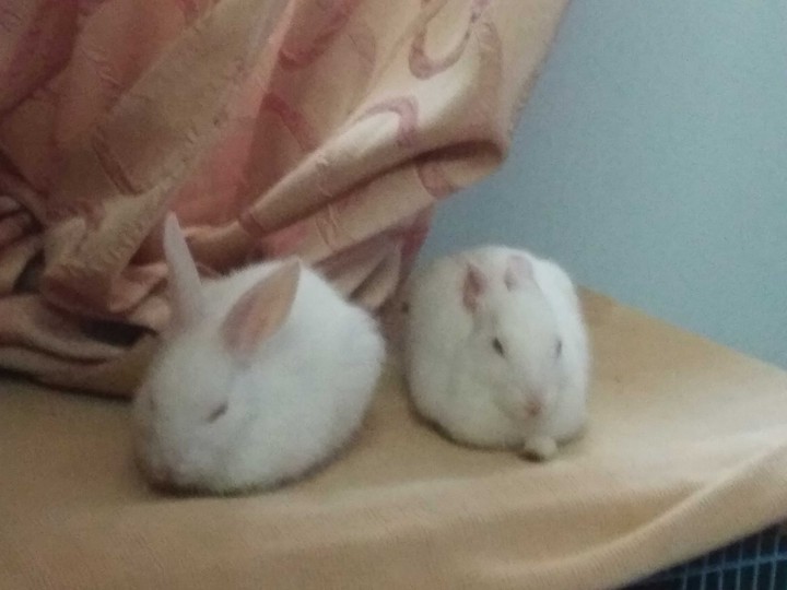 cute rabbits