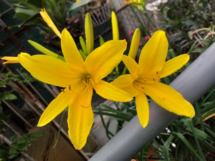 Flowers