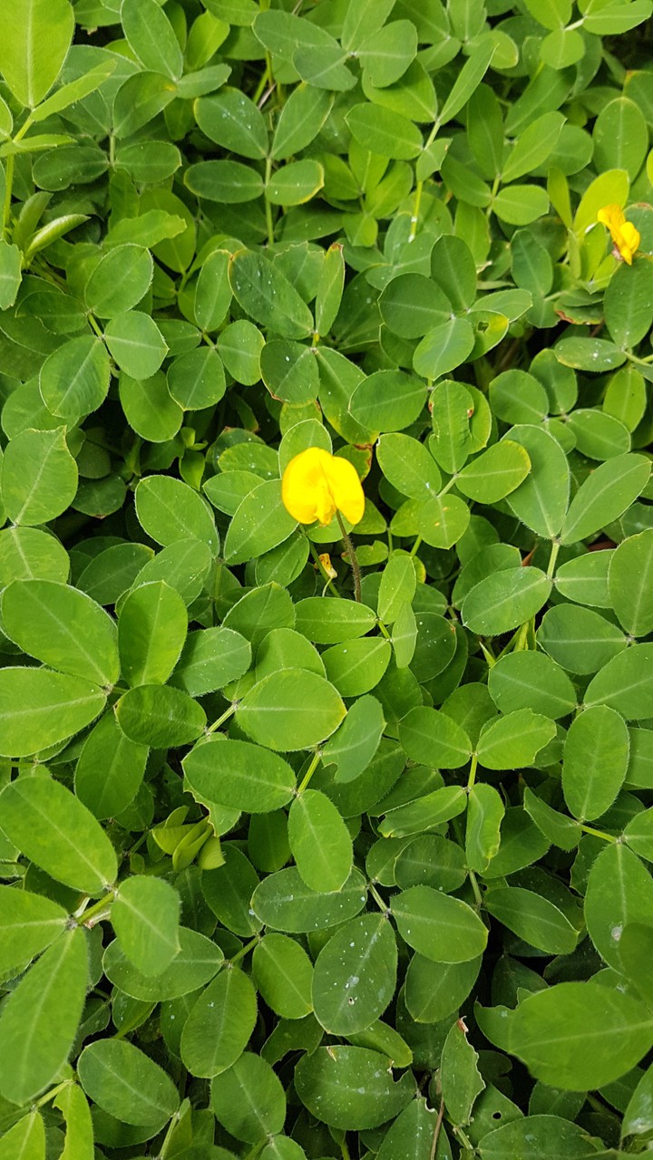 flor de mani