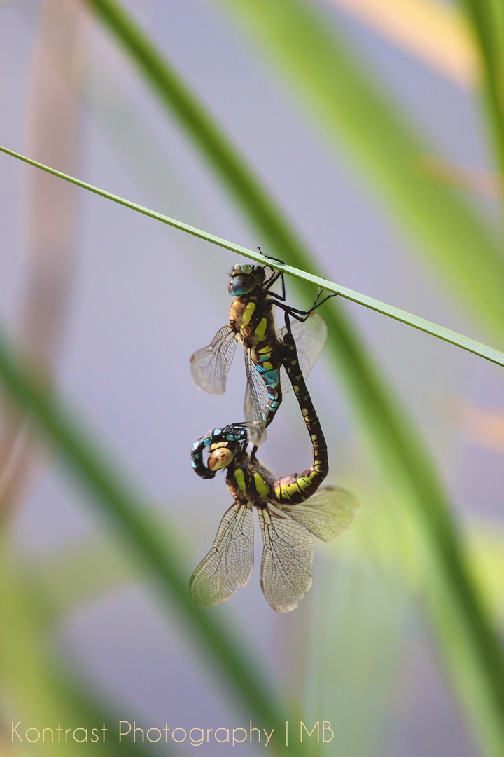 Libelle