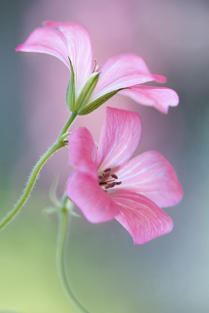 Pink flowers.