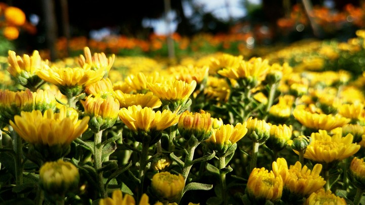flower