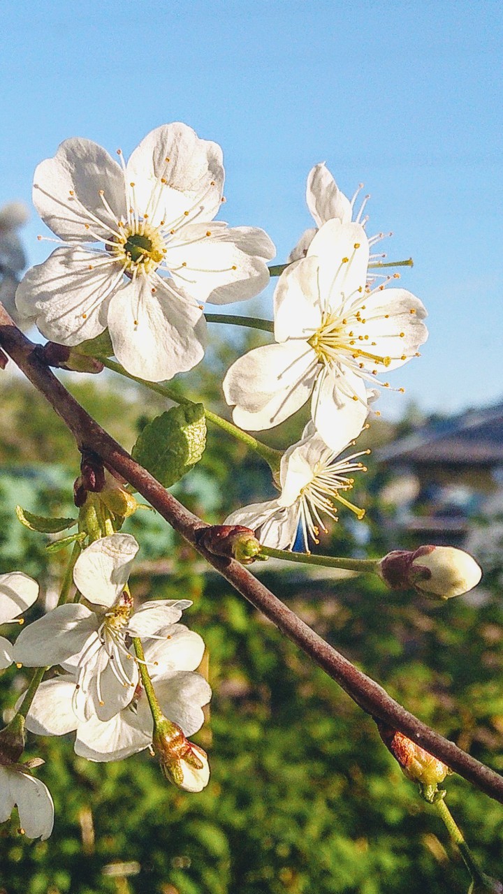 Blossom