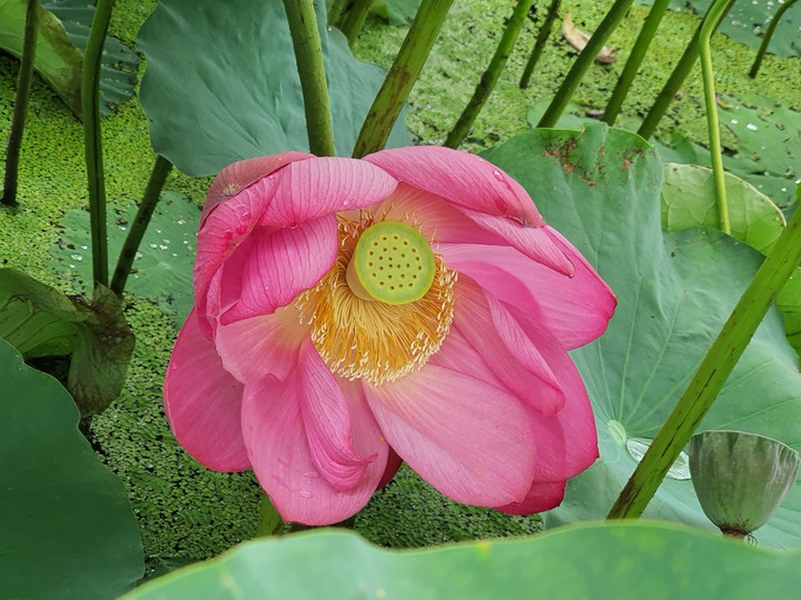 연꽃