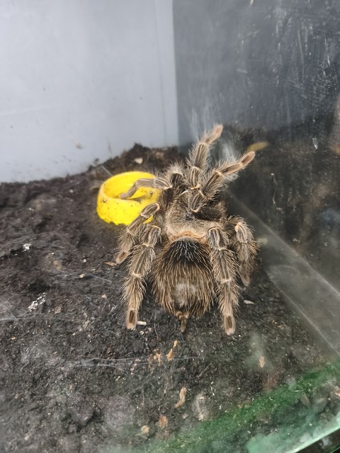 Spider