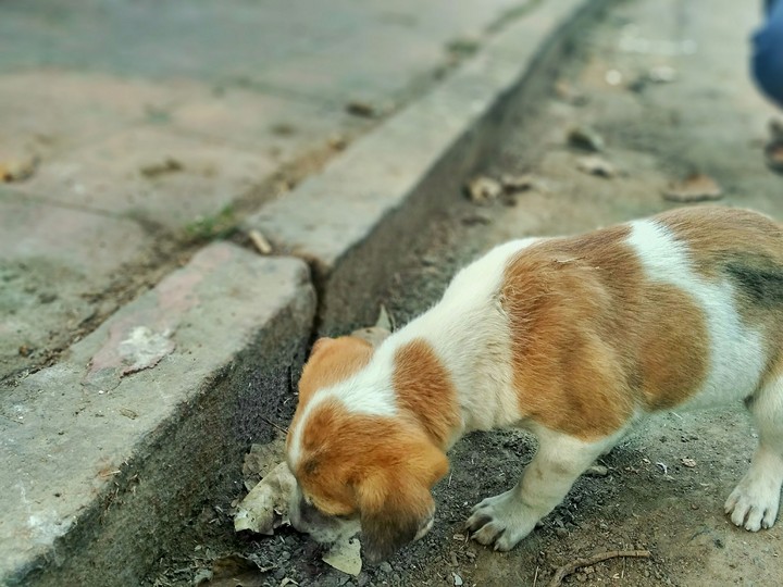 puppy 